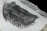 Coltraneia Trilobite Fossil - Huge Faceted Eyes #165847-2